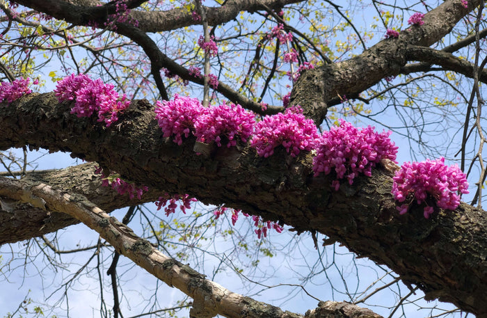 Amerikanskt Judasträd 40-60 cm (Cercis canadensis) med rosa blommor på grenen