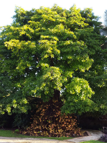 Cannonball Tree (Couroupita guianensis)