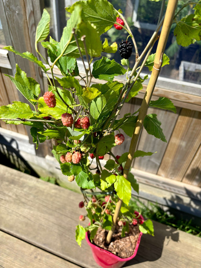 Rött Mullbär 'Red No. 2' 50-80 cm (Morus rubra)