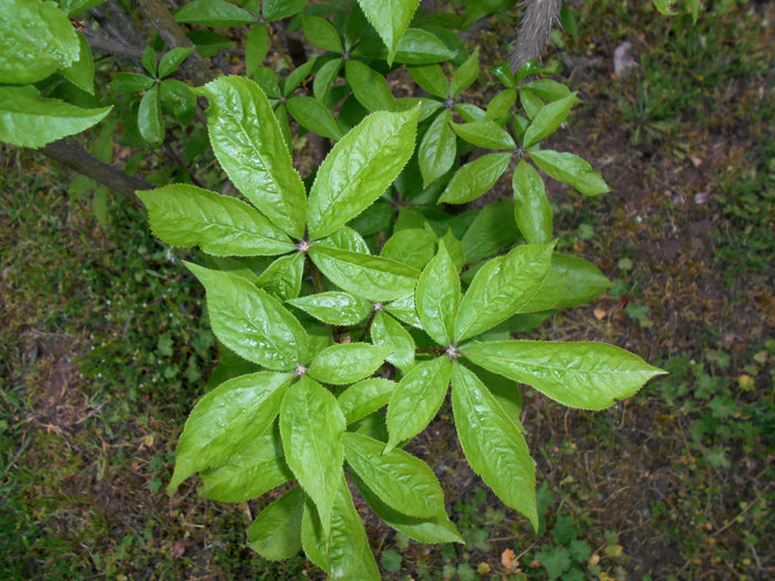 Sibirisk Ginseng Planta 15-20 cm (Eleutherococcus senticosus)
