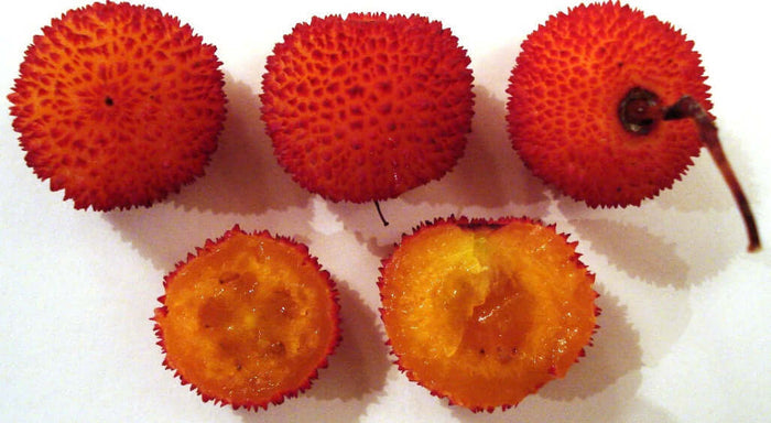 Smultronträd 40-60 cm (Arbutus unedo)