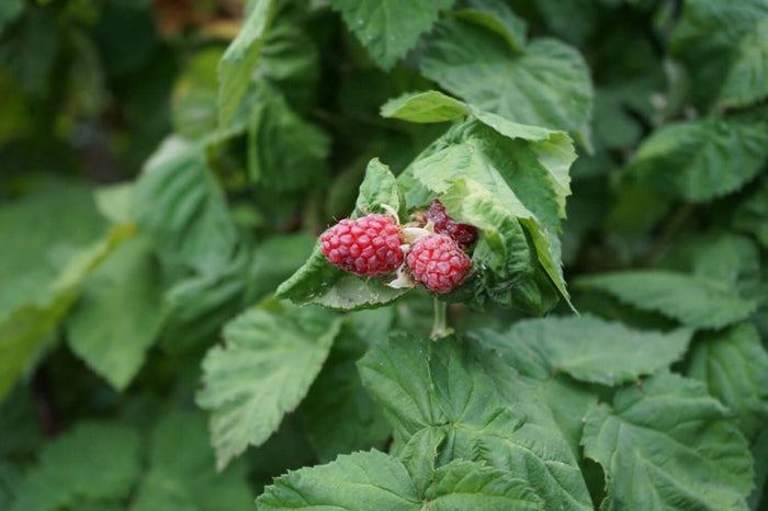 Taybär 'Buckingham Tayberry' Taggfri 60-80 cm (Rubus fruticosus x ideaus)