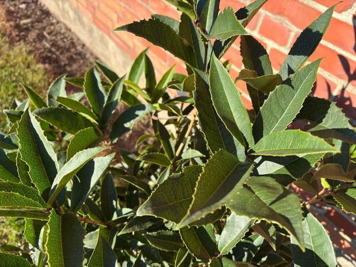 Tedoftbuske (Osmanthus yunnanensis) 60-80 cm