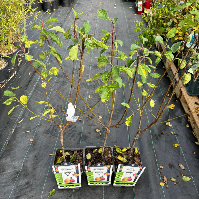 Plommonträd 'Victoria' 80-100 cm (Prunus domestica)