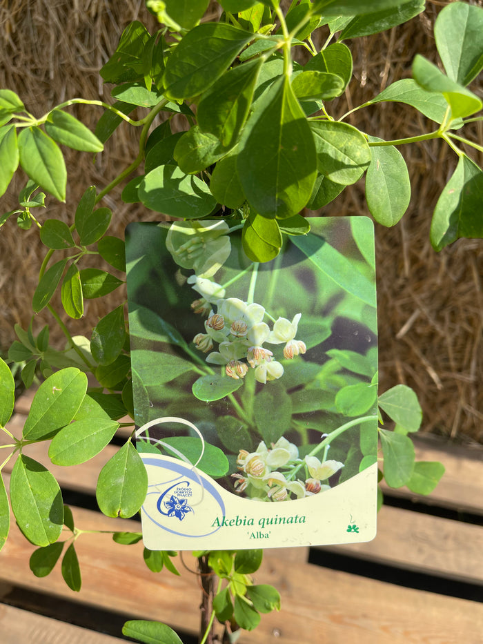 Fembladig Akebia 'Alba' 100-120 cm (Akebia quinata)