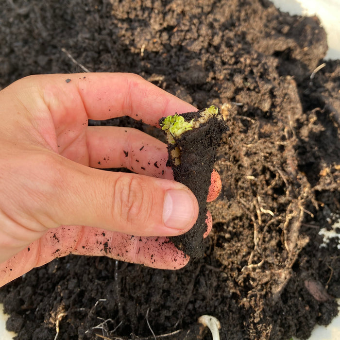 Hand håller Vallört 'Bocking 14' 3st Rotsticklingar (Symphytum x uplandicum) som har grott i jord.
