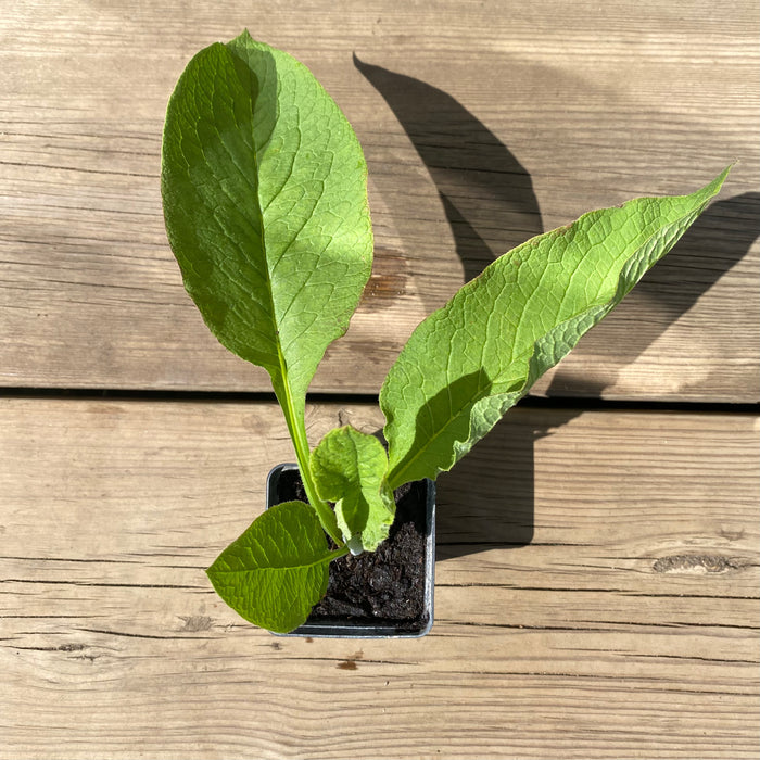 Vallörtsplanta 'Bocking 14' (Symphytum x uplandicum) i kruka med stora gröna blad sedd uppifrån.
