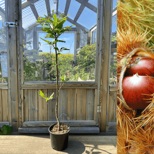 Äkta Kastanj Träd i olika storlekar 70-180 cm (Castanea sativa)