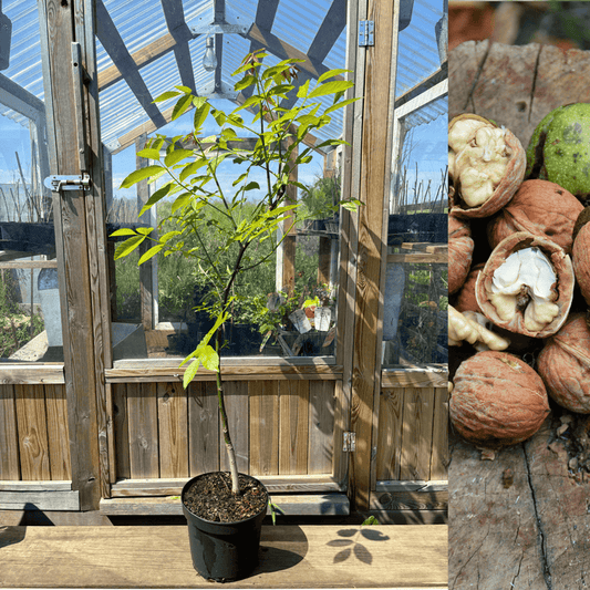 Äkta Valnötsträd: Extra Härdiga exemplar 120-180 cm (Juglans regia)