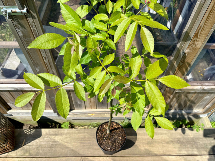 Äkta Valnötsträd: Extra Härdiga exemplar 120-180 cm (Juglans regia)