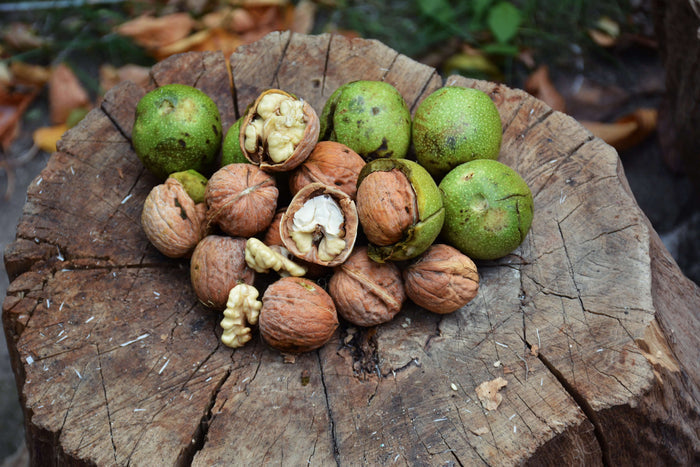 Äkta Valnötsträd: Extra Härdiga exemplar 120-180 cm (Juglans regia)