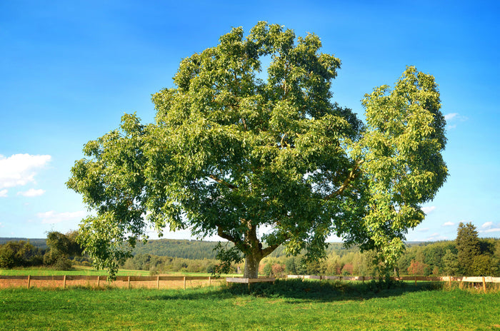 Äkta Valnötsträd: Extra Härdiga exemplar 120-180 cm (Juglans regia)