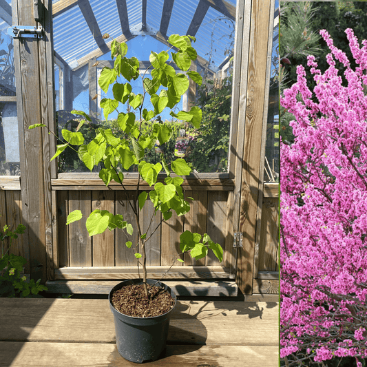 Amerikanskt Judasträd 40-60 cm (Cercis canadensis) i kruka med gröna blad och blomningsbild av trädets rosa blommor.