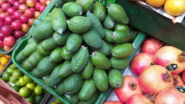 Ananasguava / Feijoa Träd i olika storlekar 20-150 cm (Acca sellowiana)