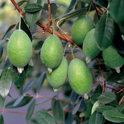 Ananasguava / Feijoa Träd i olika storlekar 20-150 cm (Acca sellowiana)