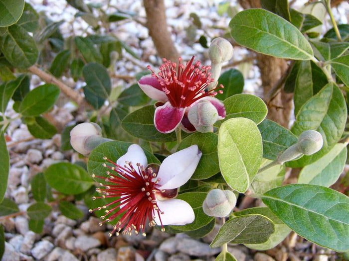 Ananasguava / Feijoa Träd i olika storlekar 20-150 cm (Acca sellowiana)