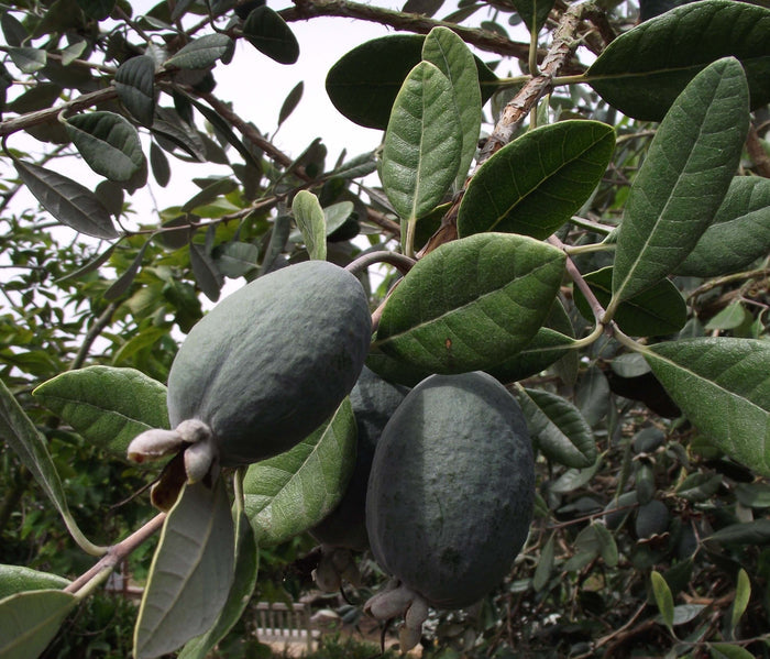 Ananasguava / Feijoa Träd i olika storlekar 20-150 cm (Acca sellowiana)
