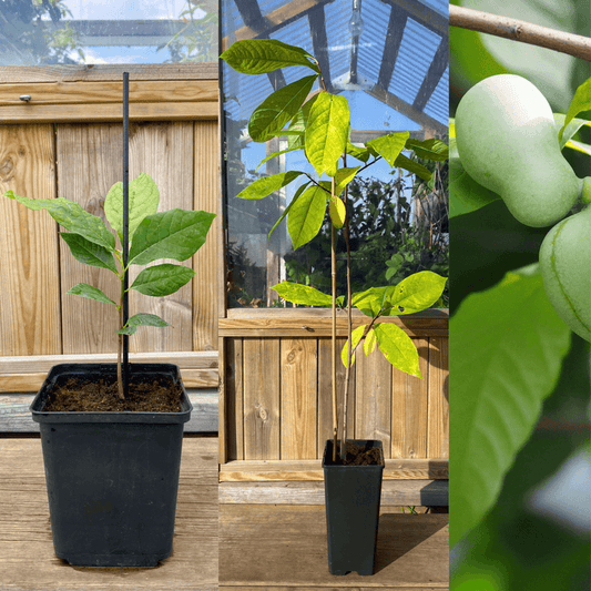 Asimina / Paw Paw i olika storlekar 10-200 cm (Asimina triloba) - träd och frukter i kruka.