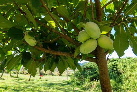 Asimina / Paw Paw 'Mango' 80-100 cm (Asimina triloba)