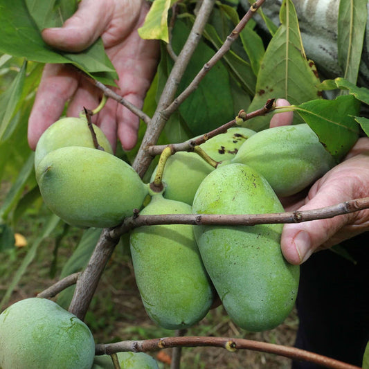 Asimina / Paw Paw 'Prima 1216' 60-80 cm (Asimina triloba)