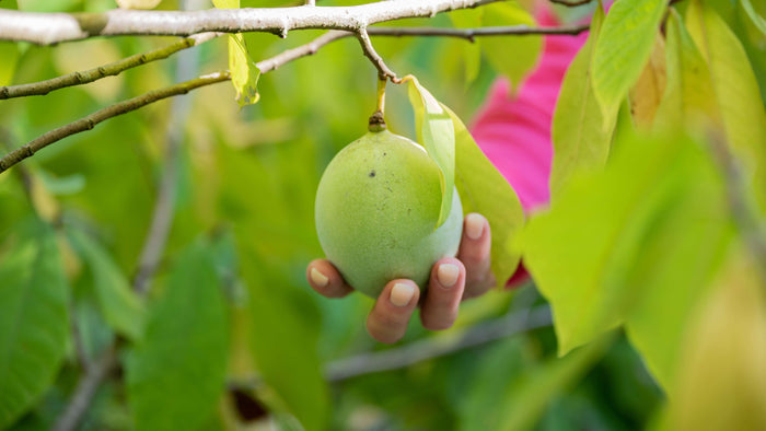 Asimina / Paw Paw 'Susquehanna®' 30-40 cm (Asimina triloba)