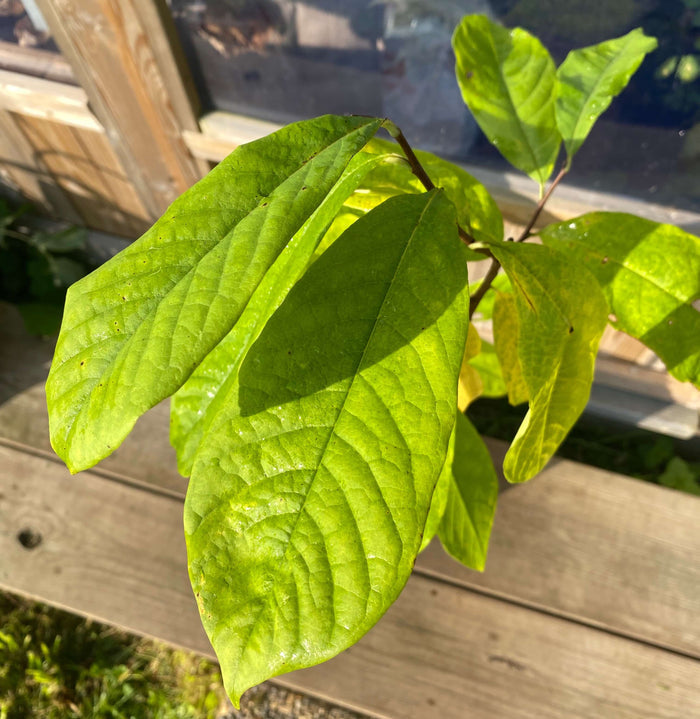 Asimina / Paw Paw i olika storlekar 10-200 cm (Asimina triloba) med gröna, glänsande blad i solljus.