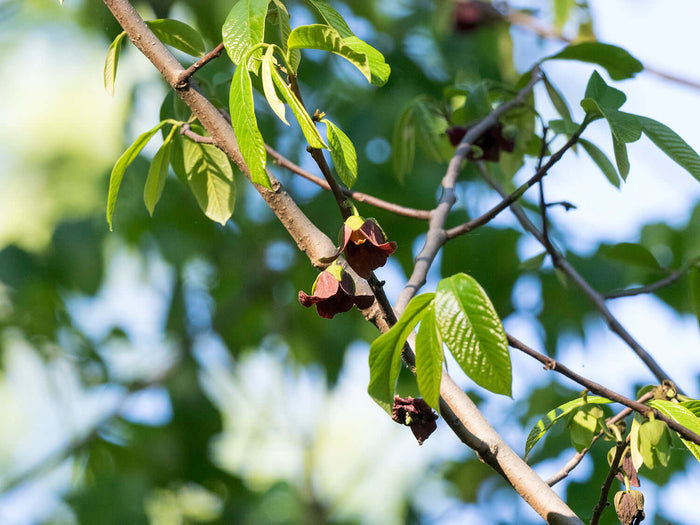 Asimina / Paw Paw i olika storlekar 10-200 cm (Asimina triloba) med gröna blad och blommor på grenen.