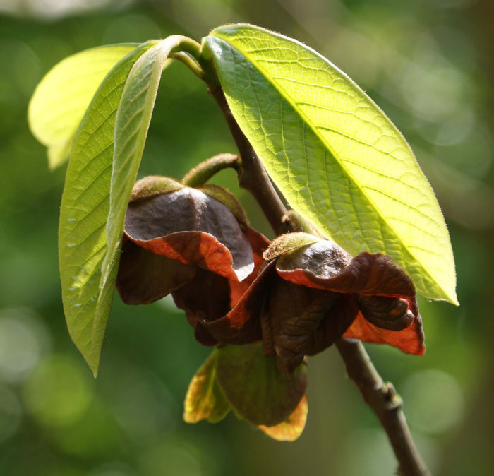 Asimina / Paw Paw i olika storlekar 10-200 cm (Asimina triloba) med frukter och gröna blad.
