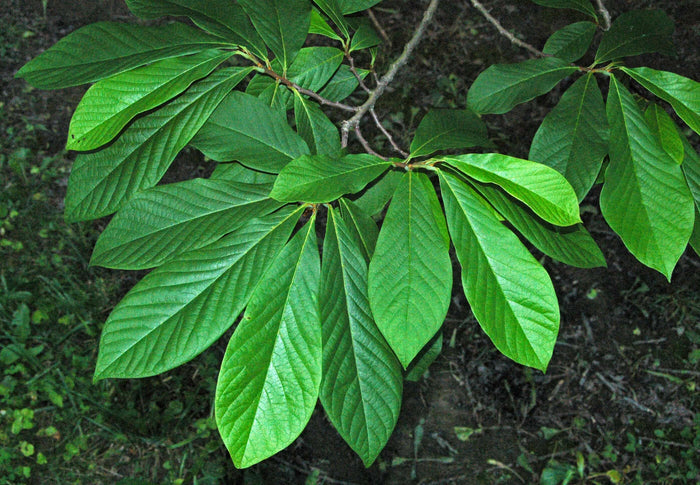 Asimina / Paw Paw i olika storlekar 10-200 cm (Asimina triloba) - Close-up of green leaves on an Asimina tree.