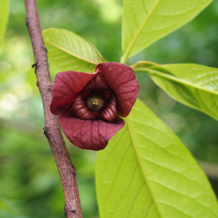 Asimina / Paw Paw 'Susquehanna®' 30-40 cm (Asimina triloba)