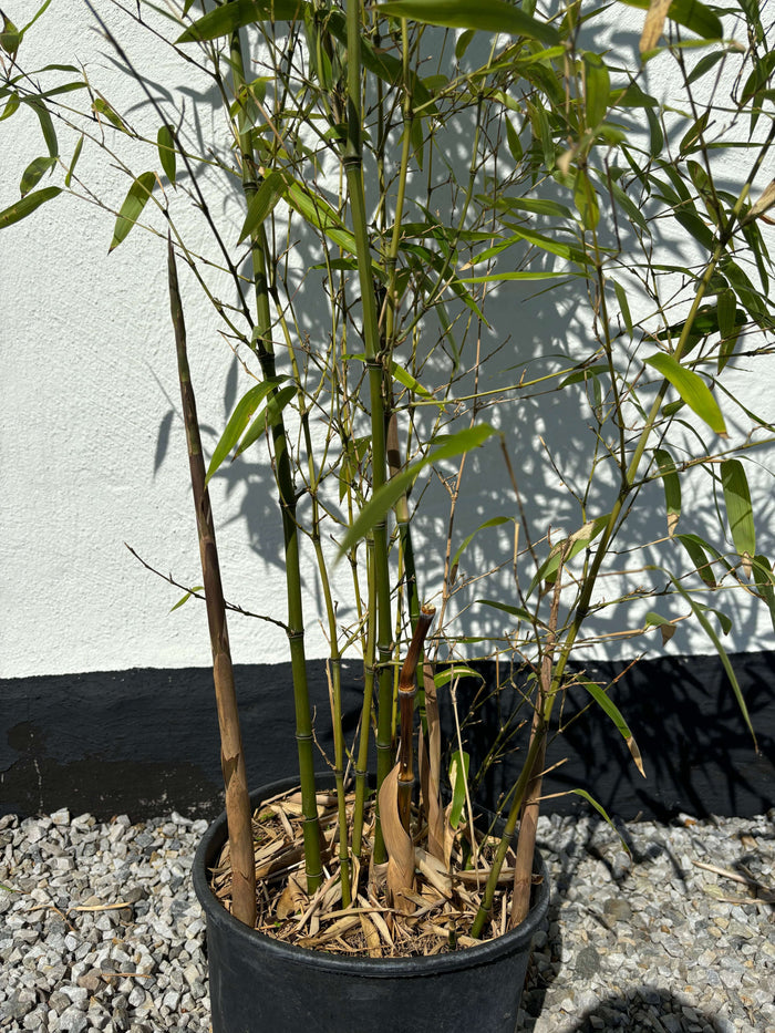 Bambu Ätbar & Härdig: Rökelsebambu 150-200 cm (Phyllostachys atrovaginata)