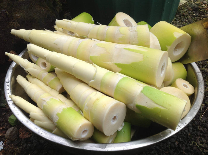 Bambu Ätbar & Härdig: Rökelsebambu 'Green Perfume' 80-120 cm (Phyllostachys atrovaginata)