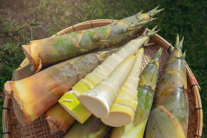 Bambu Ätbar & Härdig: Rökelsebambu 'Green Perfume' 80-120 cm (Phyllostachys atrovaginata)