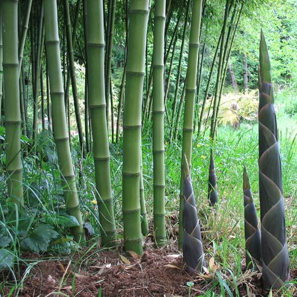 Bambu Ätbar & Härdig: Rökelsebambu 'Green Perfume' 80-120 cm (Phyllostachys atrovaginata)