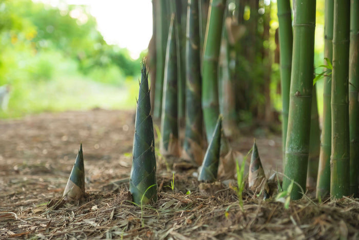 Bambu Ätbar & Härdig: Svartbambu 30-300 cm (Phyllostachys nigra)