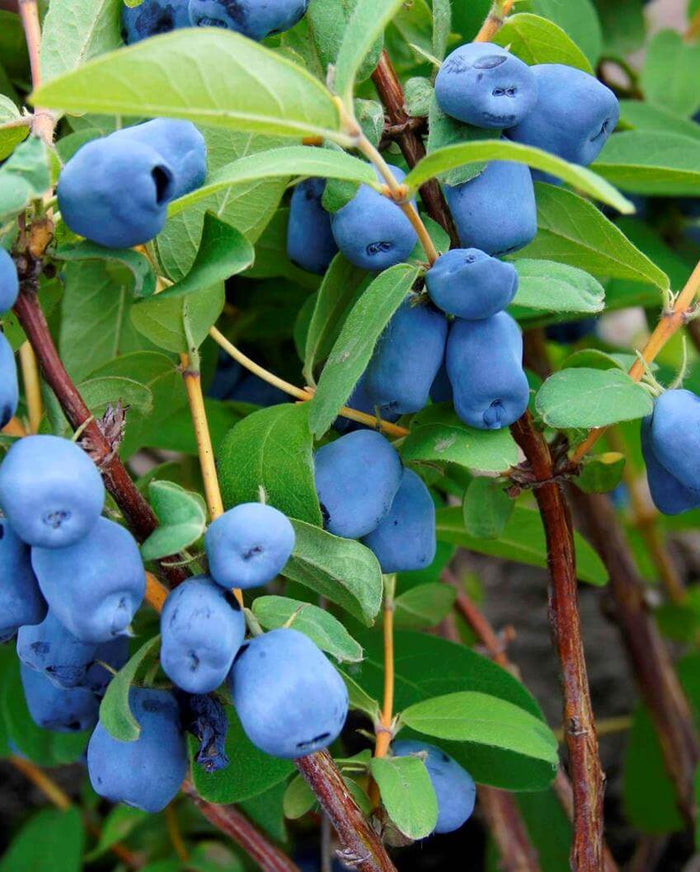 Blåbärstry / Honungsbär 'Borealis' 40-60 cm (Lonicera caerulea var. kamtschatica)