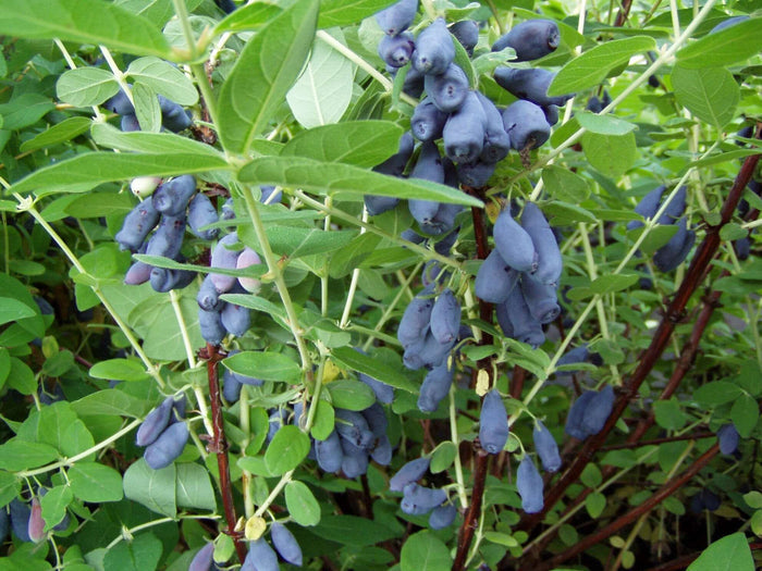 Blåbärstry / Honungsbär 'Wojtek' 40-60 cm (Lonicera caerulea var. kamtschatica)