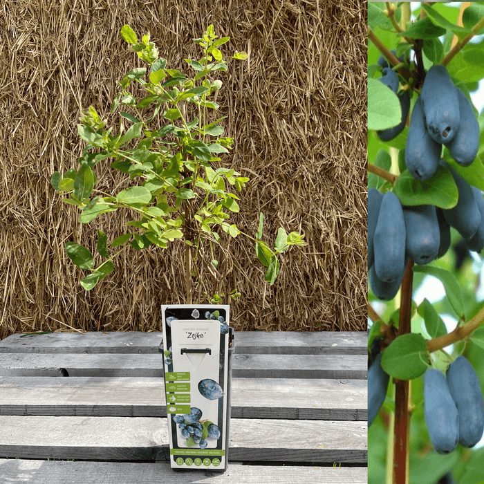 Blåbärstry / Honungsbär 'Zojka' 40-60 cm (Lonicera caerulea var. kamtschatica)