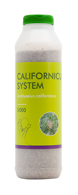 Californicus-rovkvalster mot frukträdsspinn