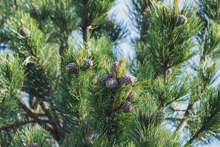 Cembratall 'Glauca' 30-35 cm (Pinus cembra)