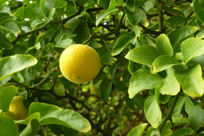 Citrontörne i olika storlekar 20-100 cm (Citrus trifoliata)
