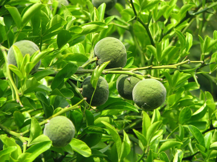 Citrontörne i olika storlekar 20-100 cm (Citrus trifoliata)