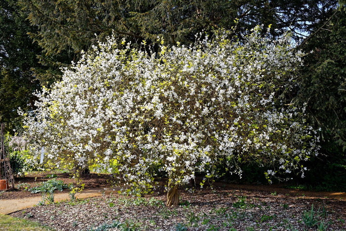Citrontörne i olika storlekar 20-100 cm (Citrus trifoliata)