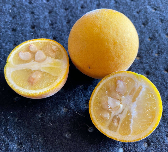 Citrontörne i olika storlekar 20-100 cm (Citrus trifoliata)