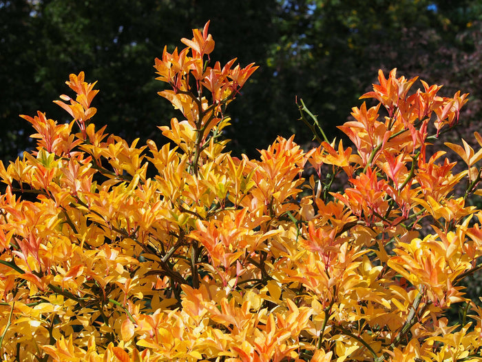 Citrontörne i olika storlekar 20-100 cm (Citrus trifoliata)