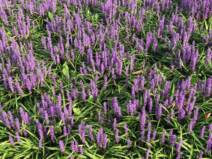 Druvlilja P9 kruka (Liriope muscari)