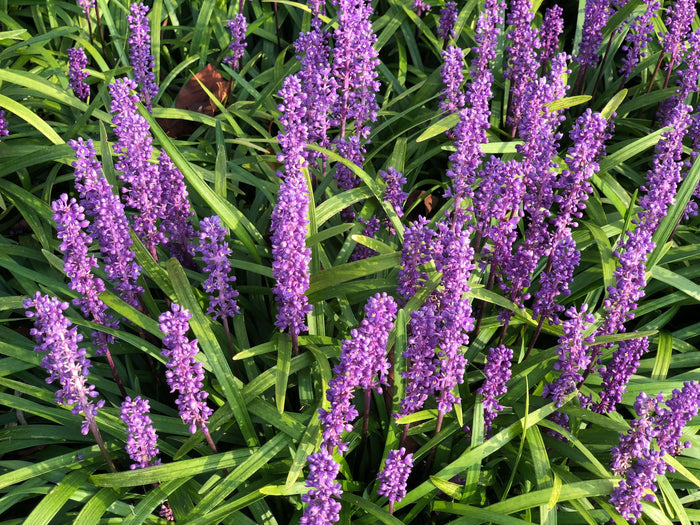 Druvlilja P9 kruka (Liriope muscari)