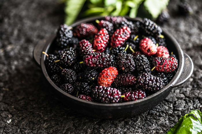 Dvärg-Mullbär Mojo Berry® 'Matsunaga' 40-50 cm (Morus rotundiloba)
