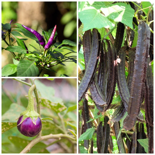 'En Lila Trio' Goaböna, Chili & Thailändsk Aubergine