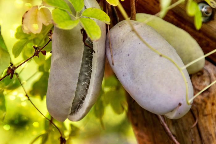 Fembladig Akebia 'Alba' 100-120 cm (Akebia quinata)
